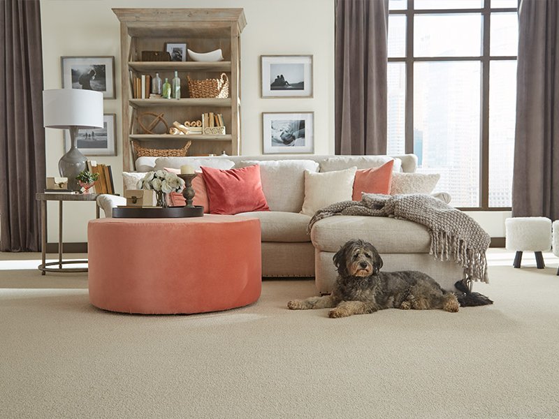 Cozy living room with carpet and a dog relaxing